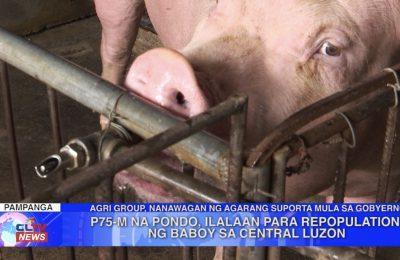 ₱75-M na pondo, ilalaan para sa repopulation ng baboy sa Central Luzon | Central Luzon News