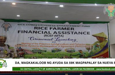DA, magkakaloob ng ayuda sa 59K magpapalay sa Nueva Ecija | Agri-Balita Central Luzon