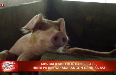 60% backyard hog raiser sa Central Luzon, hindi pa rin nakakabangon dahil sa African Swine Fever