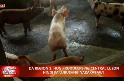 DA Region 3: Hog producers ng Central Luzon hindi pa lubusang nakakabawi