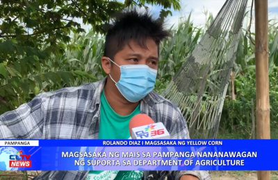 Magsasaka ng mais sa Pampanga nanawagan ng suporta sa Department of Agriculture | Pampanga News