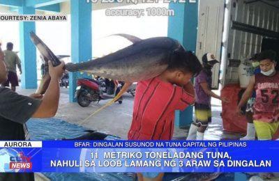 11 metriko toneladang tuna, nahuli sa loob lamang ng 3 araw sa Dingalan | Aurora News