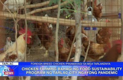 Chicken farming bahagi ng Food Sustainability Program ng Tarlac City ngayong pandemic | Tarlac News