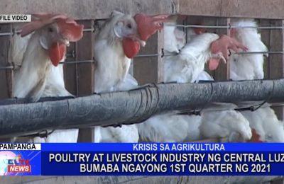 Poultry at livestock industry ng Central Luzon bumaba ngayong 1st Quarter ng 2021 | Central Luzon News