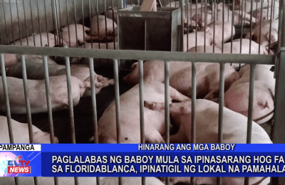 Paglalabas ng baboy mula sa ipinasarang Hog Farm sa Floridablanca, ipinatigil ng local na pamahalaan