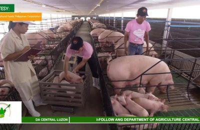 Kasunduan sa pagitan ng Charoen Pokphand Foods Philippines Corporation at Development Bank of the Philippines, tuluyang naisakatuparan | Agri-Balita Central Luzon