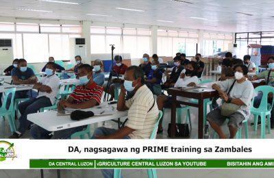 Department of Agriculture, nagsagawa ng PRIME training sa Zambales | Agri-Balita Central Luzon