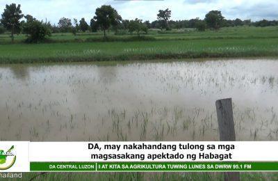 DA, may nakahandang tulong sa mga magsasakang apektado ng Habagat | Agri-Balita Central Luzon