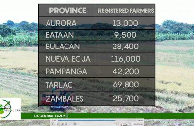 Mahigit sa tatlong daang libong magsasaka, rehistrado na sa RSBSA | Agri-Balita Central Luzon