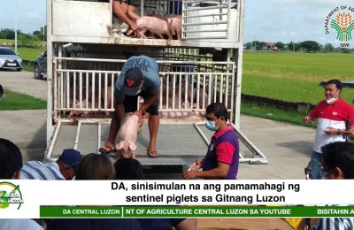 DA, sinisimulan na ang pamamahagi ng sentinel piglets sa Gitnang Luzon | Agri-Balita Central Luzon