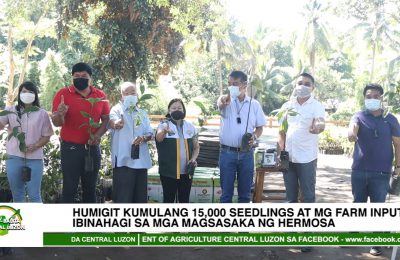 Humigit kumulang 15,000 seedlings at mga farm inputs, ibinahagi sa mga magsasaka ng Hermosa | Agri-Balita Central Luzon