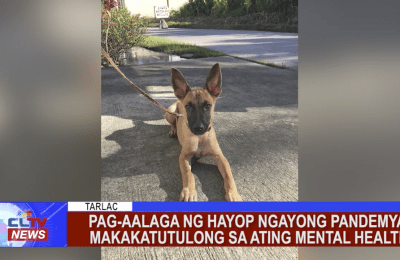 Pag-aalaga ng hayop ngayong pandemya makakatutulong sa ating mental health