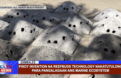 Pinoy invention na reef buds technology nakatutulong para pangalagaan ang marine ecosystem