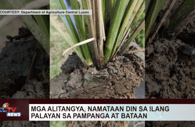 Mga alitangya, namataan din sa ilang palayan sa Pampanga at Bataan