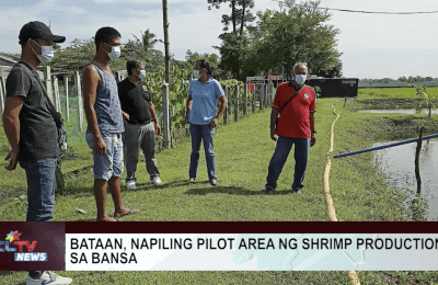 Bataan napiling pilot area ng shrimp production sa bansa | CLTV News Clip