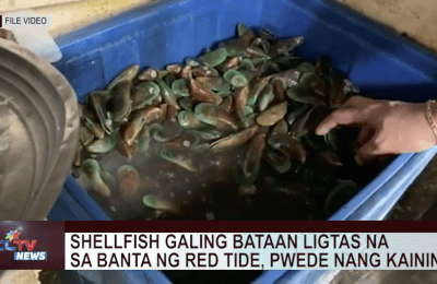 Shellfish galing Bataan ligtas na sa banta ng red tide, pwede nang kainin | CLTV News Clip