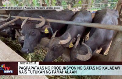 Pagpapataas ng produksyon ng gatas ng kalabaw nais tutukan ng pamahalaan