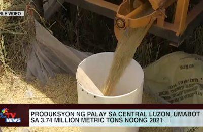 Produksyon ng palay sa Central Luzon, umabot sa 3.74 million metric tons noong 2021