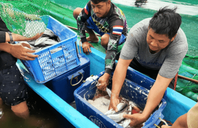 Fisherfolk group successfully grows bangus in floodwaters