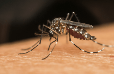 ICYMI: PhilHealth offers benefit packages for dengue, leptospirosis