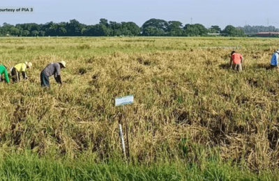 Mga magsasaka sa Nueva Ecija, pinaghahanda sa parating na Bagyong ‘Pepito’