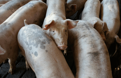 Ilang hindi lisensyadong piggery sa Central Luzon, pinagpapaliwanag ng DA