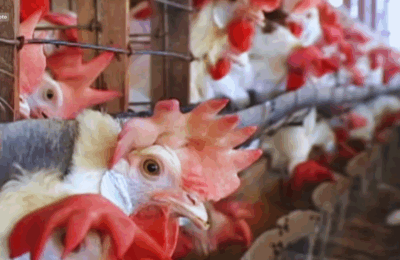 Unang bird flu vaccine sa Pinas, aprubado na ng FDA