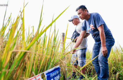 Rice varieties, tampok sa Hybrid Rice Harvest Derby sa CLSU