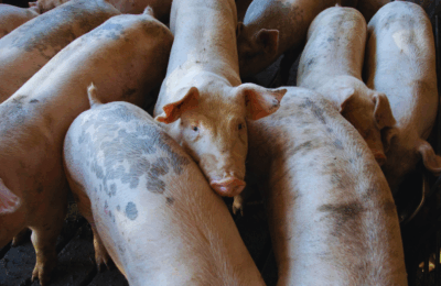 Pagtatayo ng public veterinary clinic sa bawat LGU, isinusulong sa Kamara