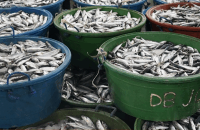 Direktang pagbili ng produkto ng mga lokal na magsasaka at mangingisda, ipinag-utos sa bisa ng Sagip Saka Act