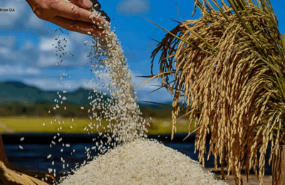 Rice import ban, extended hanggang December 31, 2025