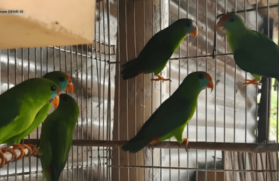 9 critically endangered parrots, nasagip sa Olongapo City