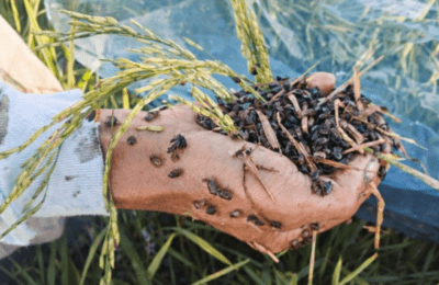 Iwas-peste: Synchronized planting, paraan upang pigilan ang pagkalat ng rice black bug