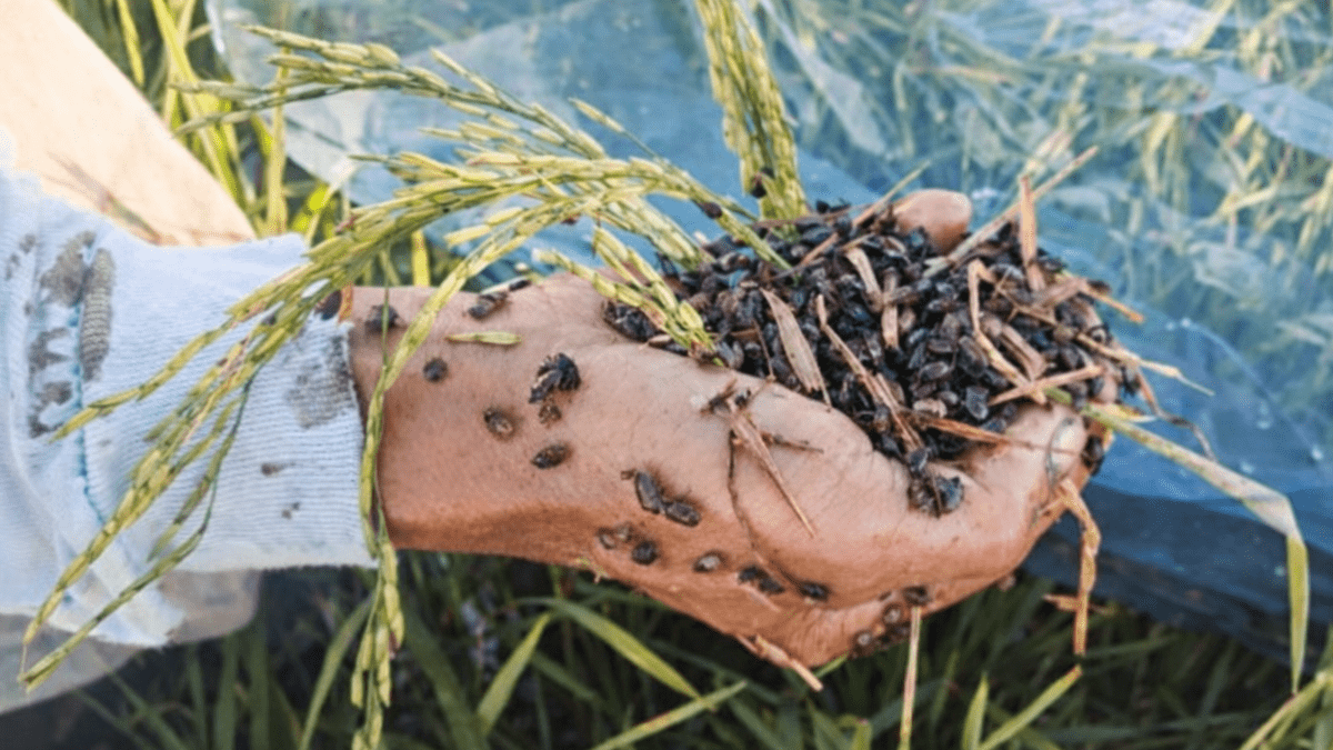 Iwas-peste: Synchronized planting, paraan upang pigilan ang pagkalat ng ...
