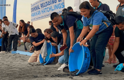 336 pawikan hatchlings, pinakawalan sa karagatan ng Morong, Bataan