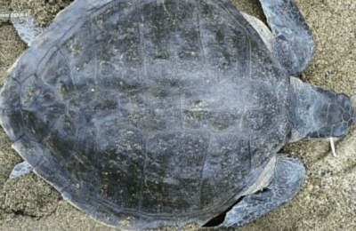 Pawikan na naipit sa lambat sa Aurora, nasagip na at pinakawalan sa dagat