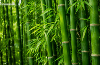 82-hectare bamboo plantation sa Zambales, isasailalim sa rehabilitasyon