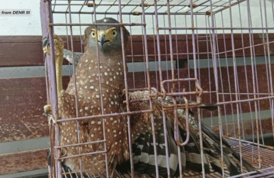 Nasagip na agila sa Subic, isinailalim sa pangangalaga ng DENR